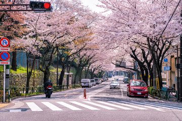 東京 中野通りの桜並木