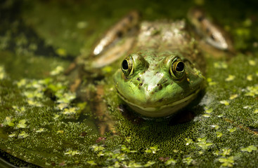 Frog