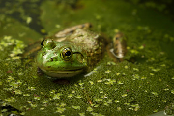 Frog