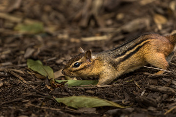 chipmunk