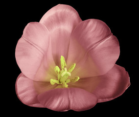 Obraz na płótnie Canvas Pink-green tulip flower on isolated black background with clipping path without shadows. Close-up. For design. Nature.