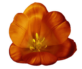 Red-yellow tulip  flower on isolated  white background with clipping path without shadows. Close-up. For design. Nature.