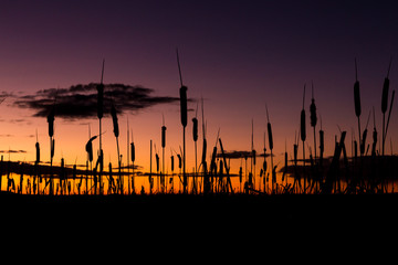 Cat Tail Silhouettes in a Marsh at Sunset