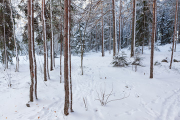 Snowy trees at forest after blizzard