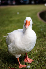 Obraz premium Happy Duck