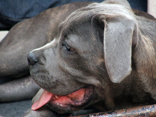 Perro. Cane Corso. Adulto Joven.