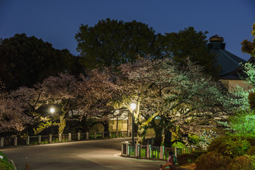 北の丸公園　桜