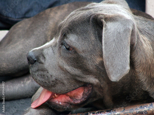 Perro Cane Corso Adulto Joven Stock Photo And Royalty Free