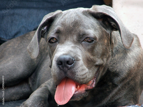 Perro Cane Corso Adulto Joven Stock Photo And Royalty Free