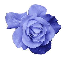 Flower light blue rose  on a white isolated background with clipping path.  no shadows. Closeup. For design, texture, borders, frame, background.  Nature.