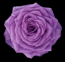 Rose  purple flower  on the black isolated background with clipping path.  no shadows. Closeup.  Nature.