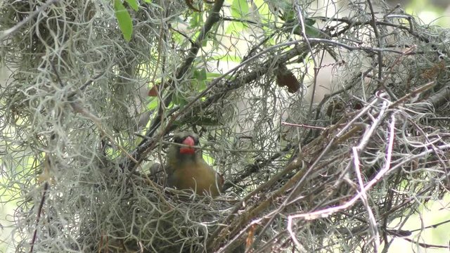 Northern cardinal female building a nest