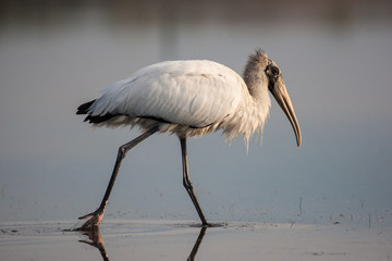 Wood stork wading and fishing in the morning sun