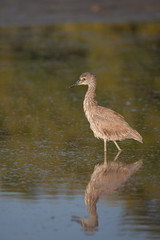 Juvenile yellow night heron wading in the lagoon