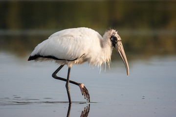 Wood stork wading and fishing in the morning sun