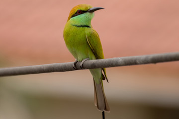 Green Bee Eater