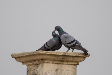 Loving Pigeons