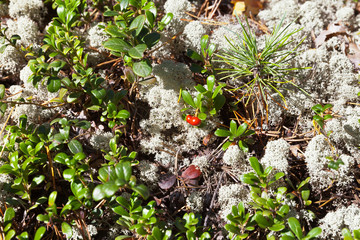 Natural summer background of forest plant lingonberry and white moss yagel (Cladonia rangiferina or reindeer lichen)