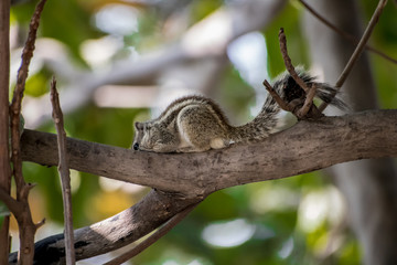 Fototapeta premium Squirrel