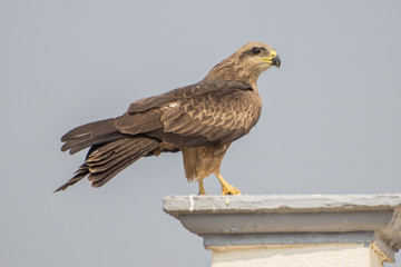 Eagle Waiting