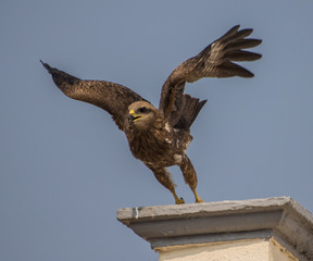 Ready to Fly