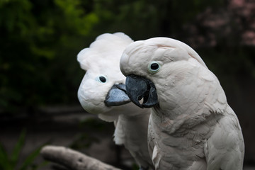 White Parrots
