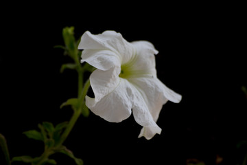 Fototapeta na wymiar The White Flower