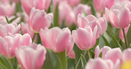 Pink Tulip flower park