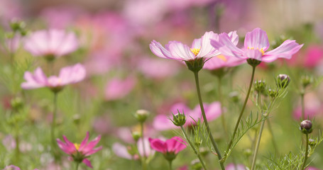 Pink Cosmos flower farm