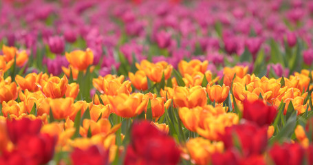 Beautiful fresh tulips field