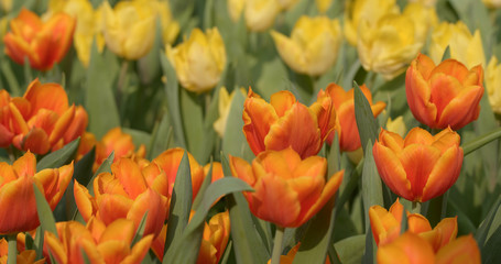 Beautiful tulip park