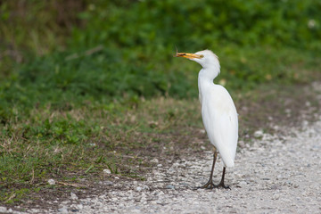 Cattle egret with a large grasshopper catch