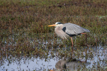 Great blue heron hunting and wading in the flora filled marsh