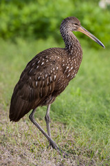 Limpkin exploring the trails with bright green flora background