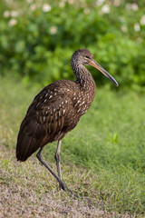 Limpkin exploring the trails with bright green flora background