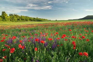 Foto op Plexiglas Spring flowers  in meadow. © GIS