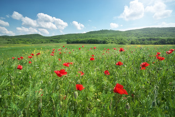 Spring flowers poppy in meadow.