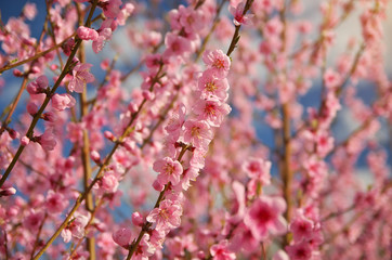 Spring of peach garden.