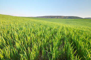 Sunrise in grean meadow of young wheat.