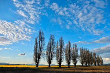 Scenic view of trees on tulips fields. Tulip Festival near Seattle and Mount Vernon.  Washington....