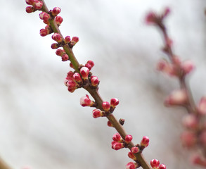 Fototapeta na wymiar Spring buds of apricot.
