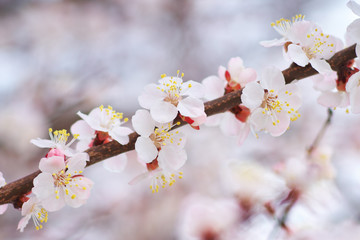 Spring flowers of apricot tree.