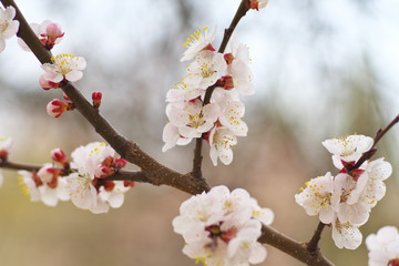 Spring flowers of apricot tree.