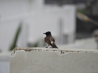 Red-vented Bulbul also called as Pycnonotus cafer perched on wall
