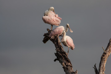 Three roseate spoonbills perched and preening at the top of a dead tree with a stormy background
