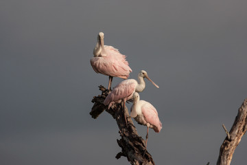 Three roseate spoonbills perched and preening at the top of a dead tree with a stormy background