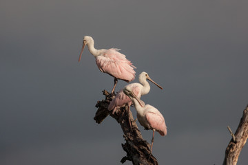 Three roseate spoonbills perched and preening at the top of a dead tree with a stormy background