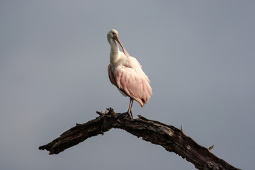 Lone roseate spoonbill perched and preening at the top of a dead tree with a stormy background