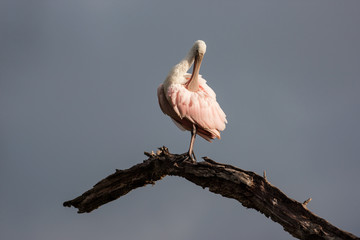 Lone roseate spoonbill perched and preening at the top of a dead tree with a stormy background