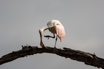 Lone roseate spoonbill perched and preening at the top of a dead tree with a stormy background